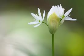 Image result for Allium ursinum
