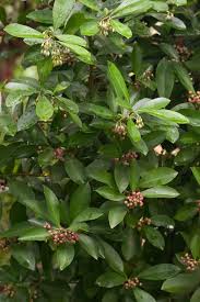 Image result for Ardisia staudtii