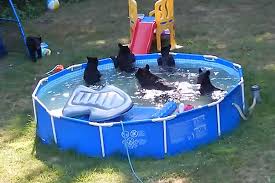 Swimming pool outside luxury home. Family Of Bears Enjoys Backyard Pool Party At Family S Home
