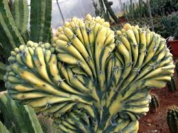 Image result for Myrtillocactus geometrizans