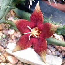 Image result for Piaranthus atrosanguineus