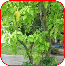 Image result for Pisonia