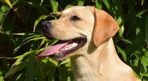 Hund Hechelt Stark Hunde Kausnacks Magazin