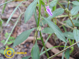 Image result for Afrohybanthus enneaspermus