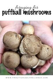 Foraging Puffball Mushrooms Puffball Mushroom Stuffed Mushrooms Edible Food