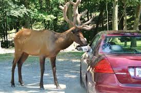 But others like petting zoos and tulip farms have suffered during the stay at home order. Https Www Newsandsentinel Com News Community News 2020 05 The Farm At Walnut Creek Reopens With Changes
