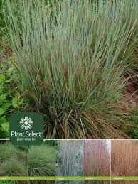Image result for Schizachyrium