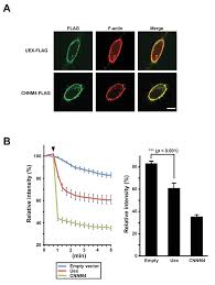 Nehmen sie einfach 2 bis 3 tropfen zweimal täglich, um leicht 10 pfund zu verlieren. Magnesium Efflux From Drosophila Kenyon Cells Is Critical For Normal And Diet Enhanced Long Term Memory Abstract Europe Pmc