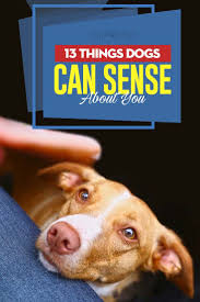 13 Things Your Dog Can Sense About You Dogs Pets Dog Boarding