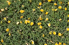 California drought tolerant flowering perennial shade plant. Buy Arachis Glabrata Plantslive