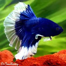 Betts Fish Are Some Of The Most Beautiful Fish God Has Created Betta Fish Pet Fish Betta