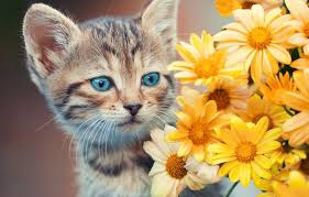 Maine coon cat coloring pages one of the most popular coloring page in cat category. Die Blaue Augenfarbe Von Babykatzen Agila