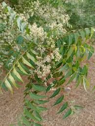 Image result for Tragia kirkiana