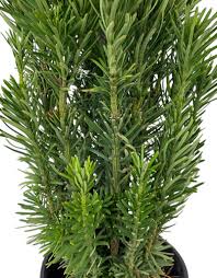 Image result for Hippocratea buchananii