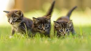 Mycatgrass brings you fresh, live organic cat grass for your cat or kitten. Cat Cats Grass Kitten Kittens Three Walking Wallpaper Background Best Stock Photos Toppng