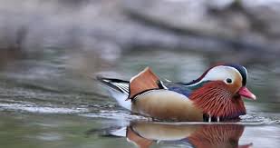 Equipment in this video provided by mandarin duck outfitters: Duck Stock Video Footage 4k And Hd Video Clips Shutterstock