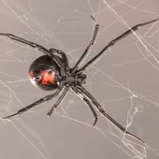 The bite causes a little red spot, which disappears quickly. 120 Best Eight Legged Freaks Ideas Arachnids Spider Arachnids Spiders