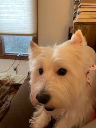 My very first westie. I cant decide what to name the little guy. I need  help 😩 Percy, Nelson, Simon, and Chandler are