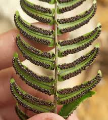 Image result for Lomariopsidaceae