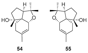 Image result for Artabotrys modestus