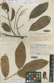 Image result for Antidesma vogelianum
