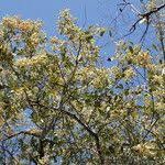 Image result for Combretum collinum