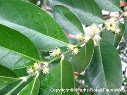 Image result for Suregada