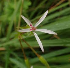 Image result for Pelargonium alchemilloides