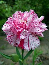Pin By Anos Anosa On Karafil Garofano Carnation Flower Rare Flowers Flowers Perennials