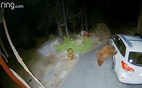 A cell phone is ineffective. Curious Bear Opens Minivan Door And Climbs Right In