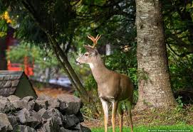 Planting marigolds will not only give you flowers themselves that resist. 11 Scents That Deer Hate And How To Use Them Pest Pointers Tips For At Home Pest Control