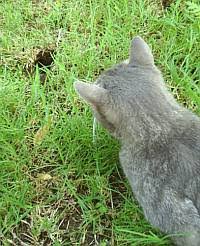 Superior results & peace of mind. Kill Gophers While You Sleep