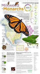 Monarch Butterfly Journey Visual Ly Monarch Butterfly Facts Monarch Butterfly Garden Raising Monarch Butterflies