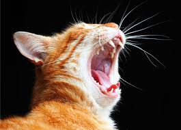 ‪Cats as pets - Cat behavior | Britannica‬‏