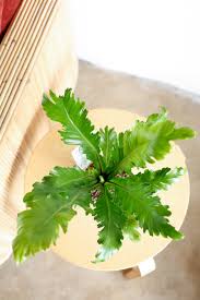 Image result for Asplenium aethiopicum