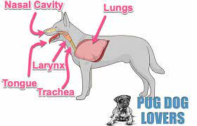 Why Do Pugs Pant So Much And Is It Normal