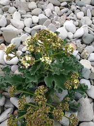 Image result for Crambe kilimandscharica