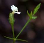 Image result for Canscora alata