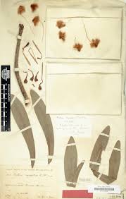 Image result for Thesium bangweolense