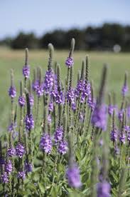 Image result for Fuirena stricta