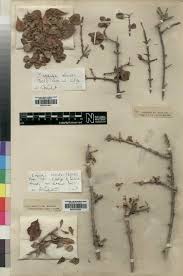 Image result for Bertiera aethiopica