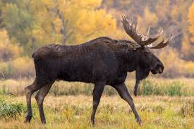 This Just In Moose Can Run Ct Boom Moose Pictures Moose Animals Wild