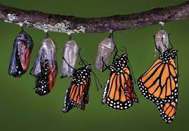 Significado De Las Mariposas Colores Suenos Tatuajes Metamorfosis Mariposa Metamorfosis De Los Insectos De Oruga A Mariposa