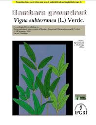 Image result for Vigna subterranea