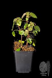 Image result for Calvoa orientalis