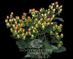 Image result for Hypericum