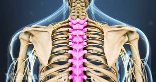 Since the all the back muscles originate in embryo (fetus) it originates in transverse processes of upper four or five thoracic vertebrae and it inserts in transverse processes of cii to cvi. Thoracic Spine Anatomy And Upper Back Pain
