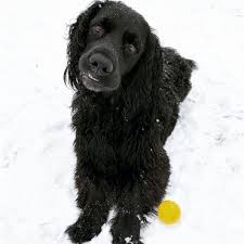 Golden Cocker Retriever Is The Forever Puppy Actually Real K9 Web