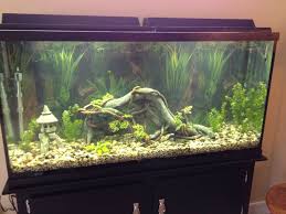 Recently Setup 60 Gallon Aquarium Fish Tank Aquarium Tropical Fish