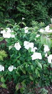 We offer the following selections: Blumenhartriegel Pflanzenfieber